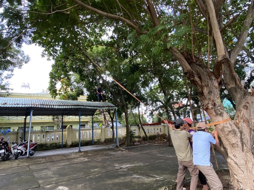 Trường mầm non 1/6 (quận Liên Chiểu, TP Đà Nẵng) gia cố cây xanh để tránh ngã đổ.