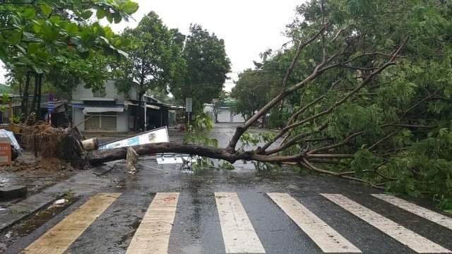 Cây xanh ngã đổ ở nhiều tuyến đường ở Đà Nẵng trong cơn bão số 9