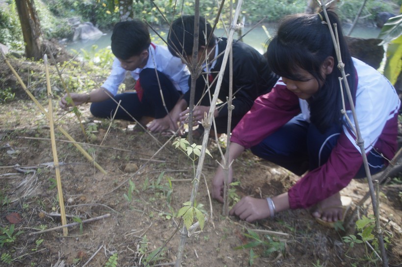 Học sinh Trường Phổ thông dân tộc bán trú THCS Trà Don thực hành trồng cây dược liệu tại vườn trường. 