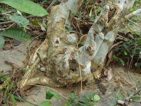 Vụ Minh “sâm”: Phát lộ 2 cây gỗ sưa “triệu đô“
