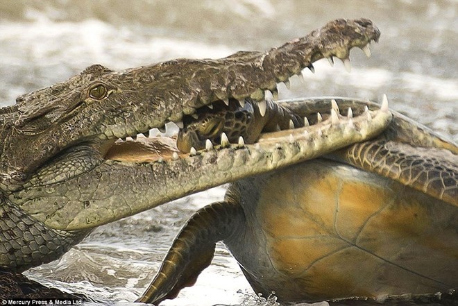 Cá sấu khổng lồ phi thân tợp gọn rùa biển 