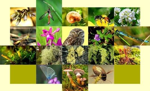Bảo tồn và sử dụng bền vững đa dạng sinh học 