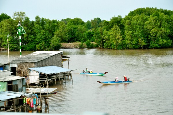 Bảo vệ rừng ngập mặn Đồng bằng Sông Cửu Long 