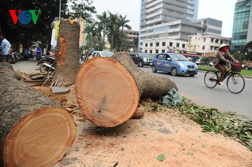 Các luật sư đề nghị dừng ngay việc chặt hạ 6.700 cây xanh