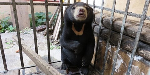 Cứu hộ một cá thể gấu chó tại Nậm Pồ, Điện Biên