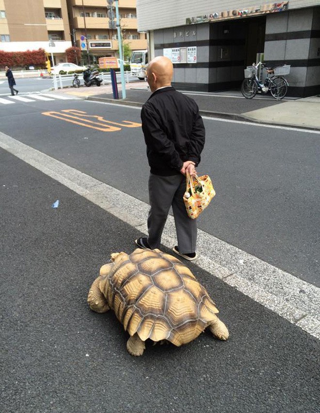 Cụ ông dắt rùa đi dạo 1,5 km mỗi ngày
