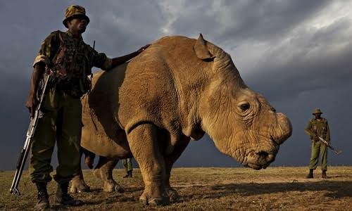 Con tê giác đực duy nhất quyết định số phận của loài