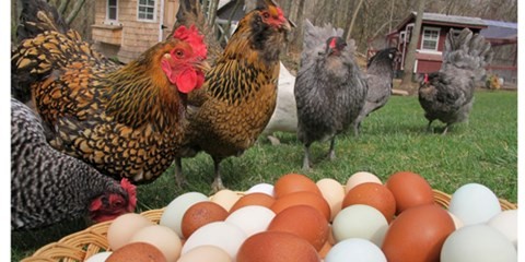 10 năm thai nghén “gà điện tử” ấp trứng thay 700 con gà thật