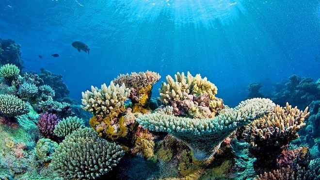 Chiêm ngưỡng vẻ đẹp của các rạn san hô