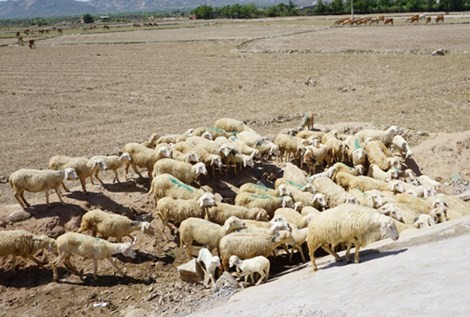 Cừu, dê gục ngã ở "rốn hạn" Ninh Thuận