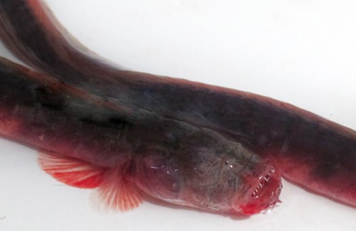 Loài cá thân vằn đỏ, răng nhọn hoắt ở Trung Quốc