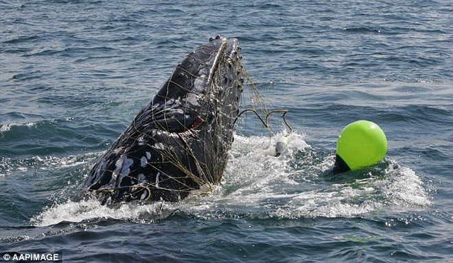 Thót tim với màn giải cứu cá voi khỏi lưới ngăn cá mập