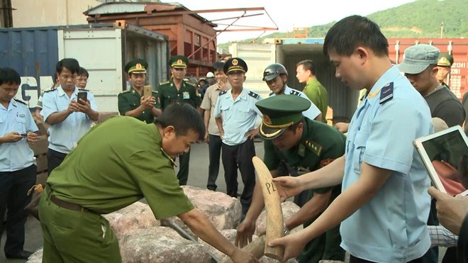 Hơn 2 tấn ngà voi được giấu trong container gỗ