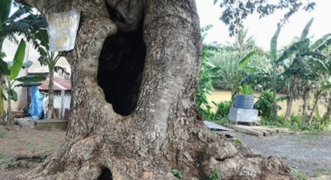‘Cụ’ cây kỳ lạ ở cù lao xứ bưởi Đồng Nai