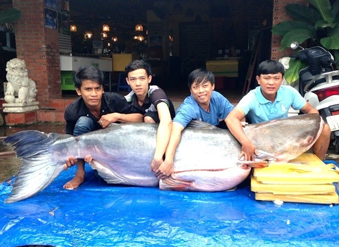Cá tra dầu nặng 200 kg, dài 2 m về Sài Gòn