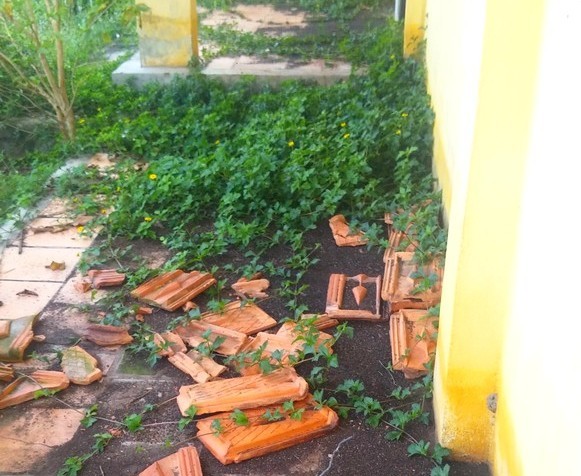 Trường học bỏ hoang “làm ổ” cho bọ đậu đen