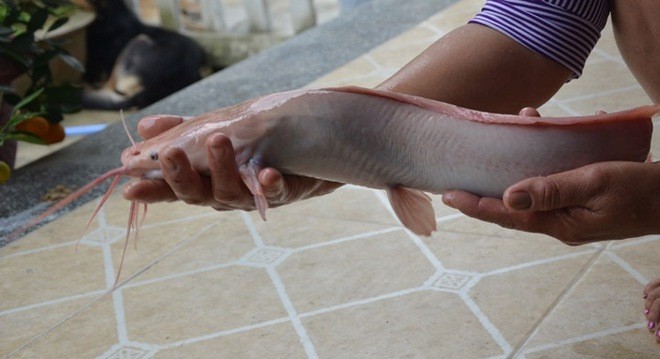 Phát hiện cá trê có màu trắng lạ ở Đà Nẵng