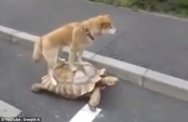 Chuyện lạ hiếm thấy: Chó cưỡi rùa đi dạo trên phố