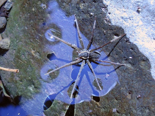 Đây là loài nhện mới, chúng biết bơi và ăn cả cá