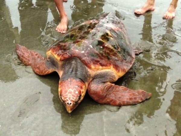 Ngư dân từ chối 300 triệu đồng, quyết thả rùa quý về biển