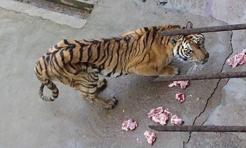 Hổ vườn thú bị bỏ đói đến chết để lấy xương ngâm rượu