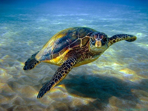 Dùng ánh sáng xanh để chống tuyệt chủng rùa biển