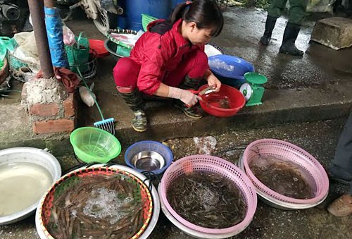 Tôm đắt kỷ lục, chợ Hà Nội lên cơn sốt