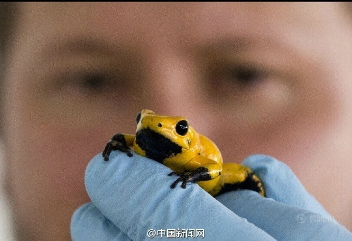 Phát hiện những con ếch cực độc, quý hiếm trong bưu kiện