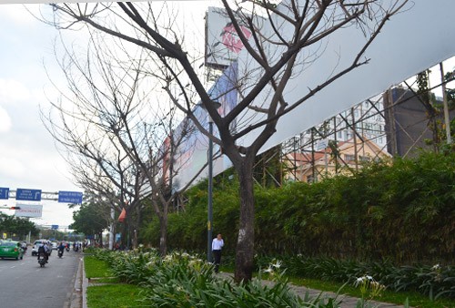 Nhiều cây xanh ở Sài Gòn chết, nghi bị đầu độc