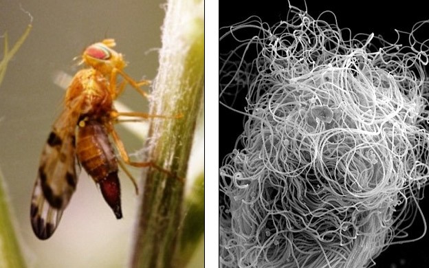 Tại sao ruồi giấm có tinh trùng dài gấp 23 lần cơ thể?