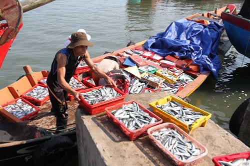 Thủy sản Việt Nam bị các nước nhập khẩu trả về tăng cao đột biến