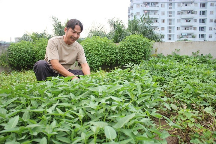 Muôn kiểu trồng rau sạch độc đáo của người Hà Nội
