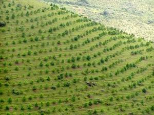 Quyết tâm khôi phục và phát triển rừng bền vững