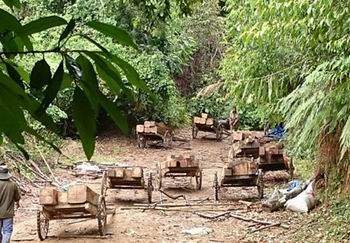 Xe chở gỗ lậu dàn hàng ngang trên con đường lâm tặc mở để phá rừng - Ảnh: Báo Lao động