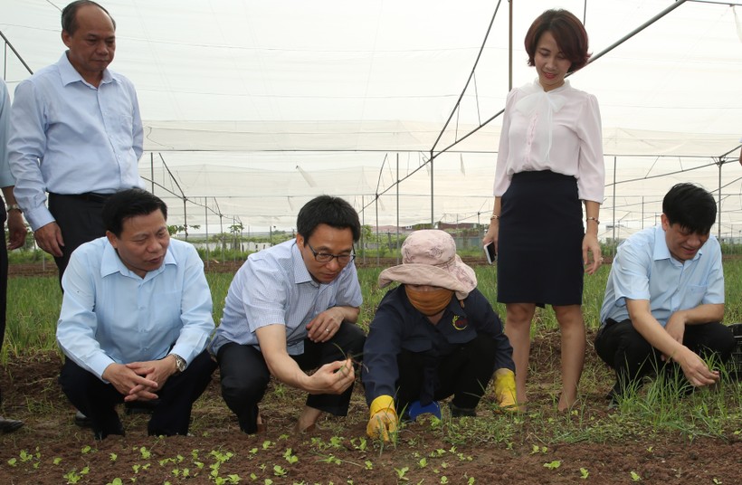 Phó Thủ tướng Vũ Đức Đam thăm mô hình trồng rau sạch của Công ty Việt Hương Sinh. Ảnh: VGP