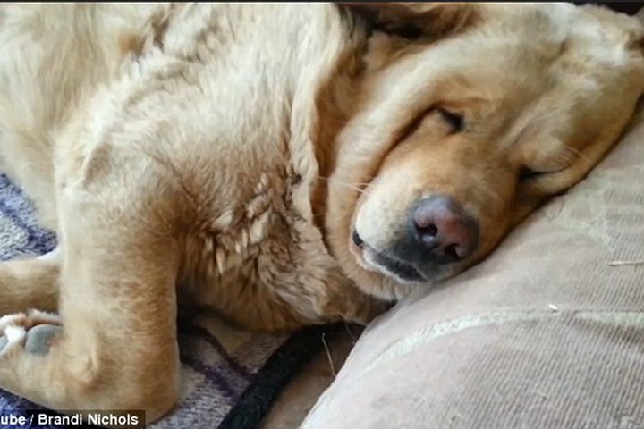 Chó béo mặt bánh bao nằm trên ghế ngáy to như sấm
