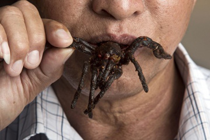 Thợ săn nhện khủng làm đặc sản ở Campuchia