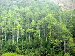 Dự án 24 triệu USD giúp bảo vệ rừng, đa dạng sinh học và các cộng đồng tại miền Trung Việt Nam