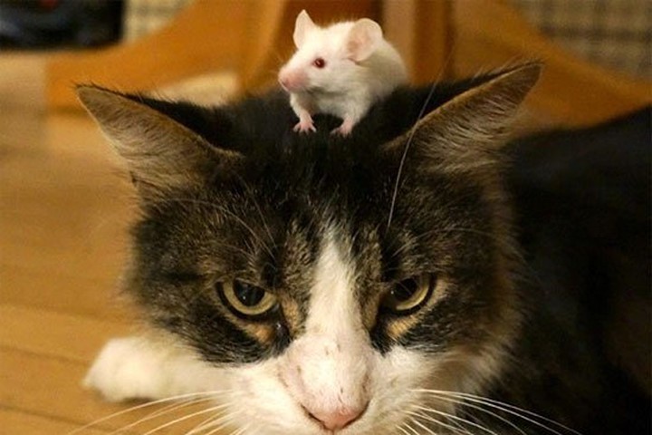 Mèo sợ chuột