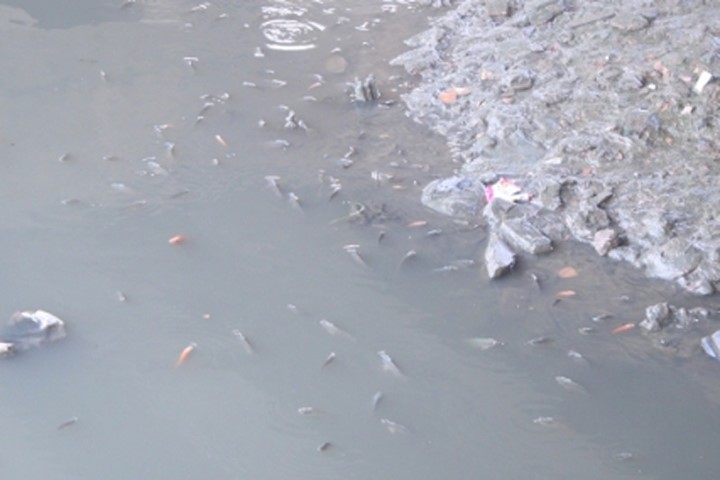 Cá "ngóc đầu" dưới dòng nước đen ngòm trên kênh Nhiêu Lộc-Thị Nghè