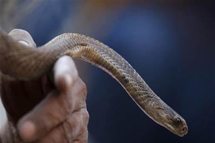 Bộ lạc kiếm sống nhờ bắt rắn độc ở Ấn Độ