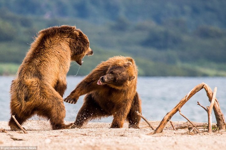 Cận cảnh gấu nâu quyết chiến dữ dội để giành quyền bắt cá