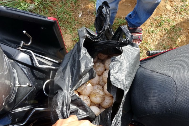 Trộm 116 quả trứng vích tại Côn Đảo