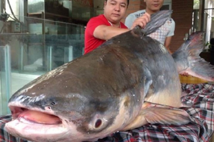 Cận cảnh cá tra dầu "khủng" nặng hơn 1 tạ vừa được đưa về Hà Nội