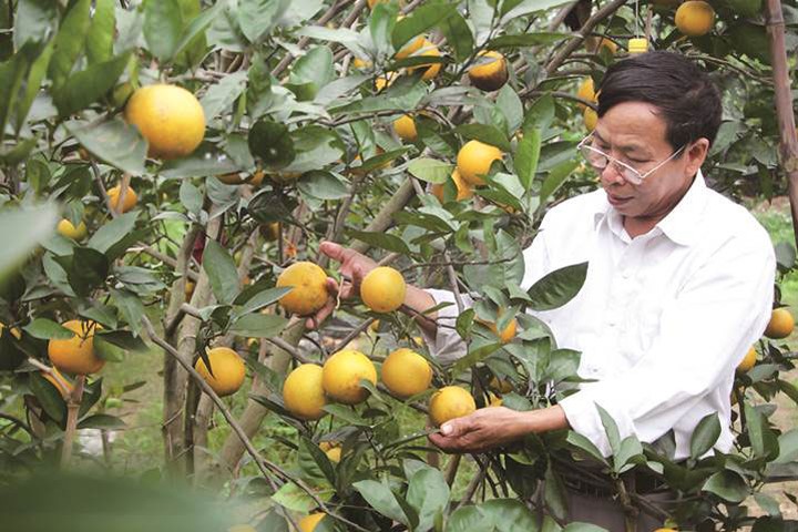 Ông Nguyễn Công Hưởng kiểm tra từng quả cam Xã Đoài trong vườn