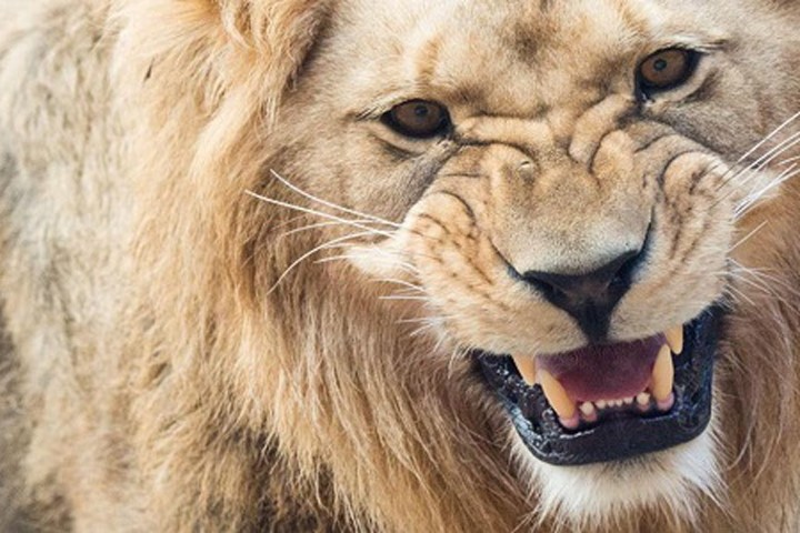 Sư tử vồ chết bác sỹ thú y cùng trợ lý trong khu bảo tồn