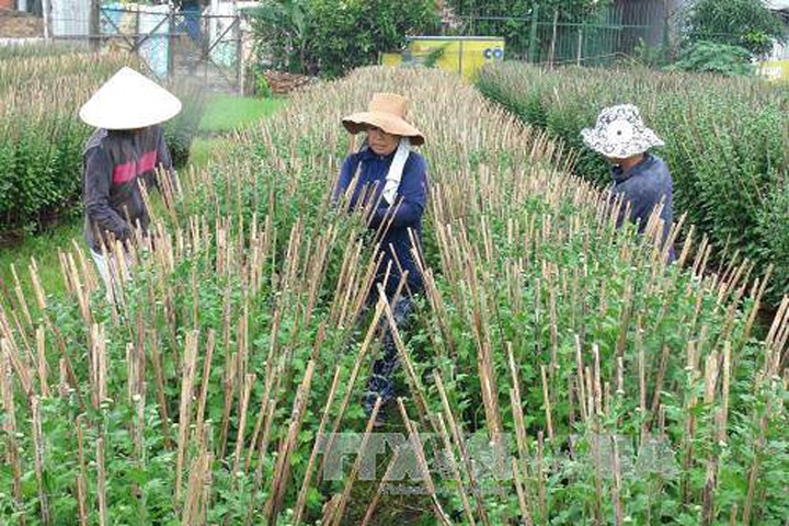 Mưa trái mùa, nông dân Khánh Hòa càng thêm khốn đốn