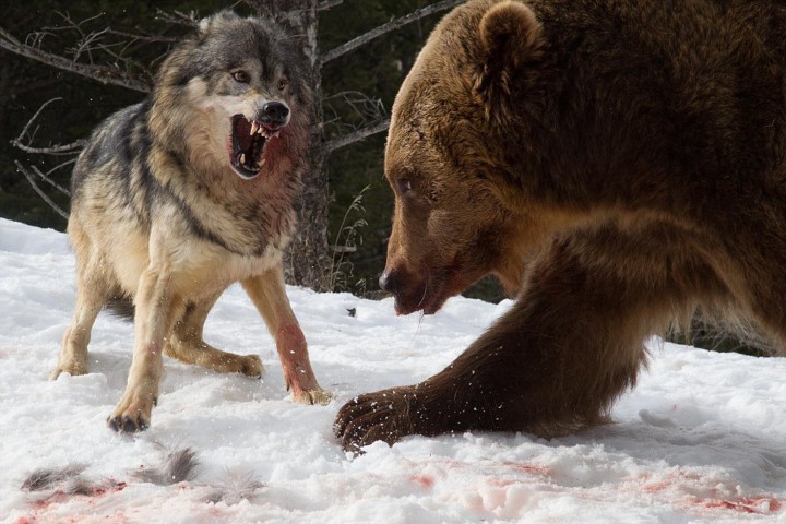 Gấu nâu liều chết đối đầu sói dữ để tranh ăn