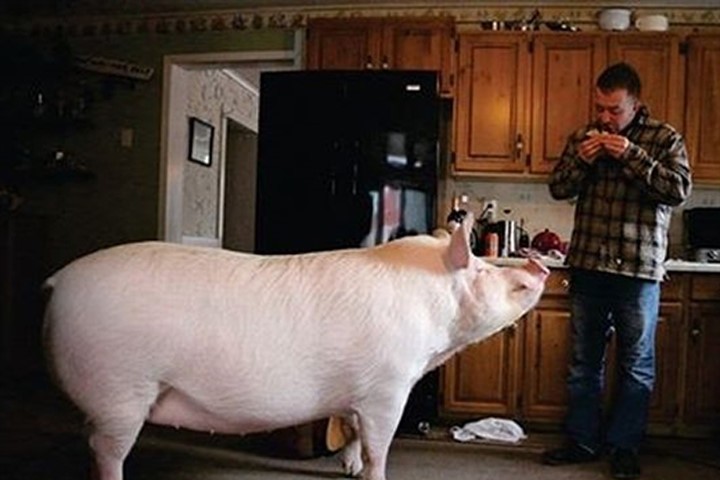 Đôi vợ chồng nuôi nữ thần lợn khổng lồ nặng 300kg trong nhà