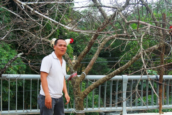 Để có được cây đào đá này, anh Độ đã phải sang nhờ người tìm khắp các cánh rừng ở nước bạn Lào.
